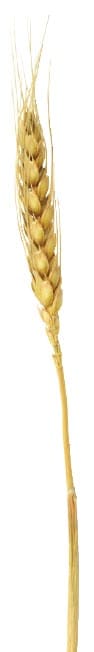 blade of wheat
